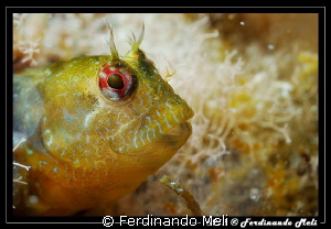 Blenny's portrait by Ferdinando Meli 
